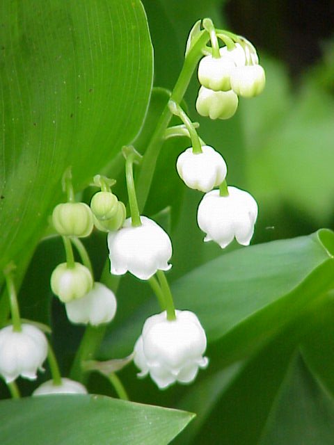 This file is licensed under the Creative Commons Attribution-Share Alike 3.0 Unported license. https://commons.wikimedia.org/wiki/File:Convallaria_majalis0.jpg